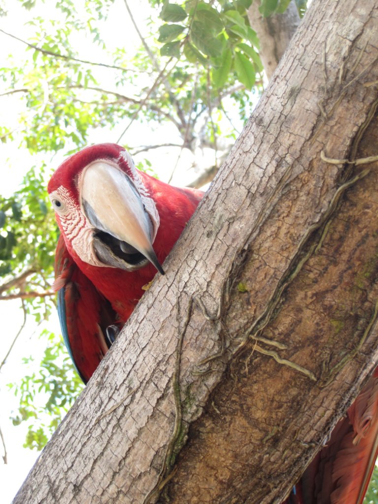 27-Red macaw.jpg - Red macaw